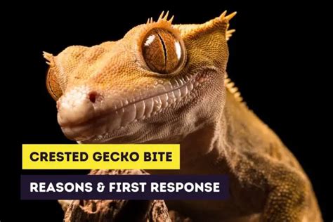 Cricket Feeding Guide How To Feed Crickets To Your Crested Gecko