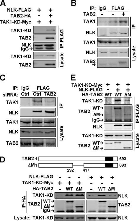 Tab2 Bridges The Interaction Of Tak1 And Nlk As A Scaffold Protein A