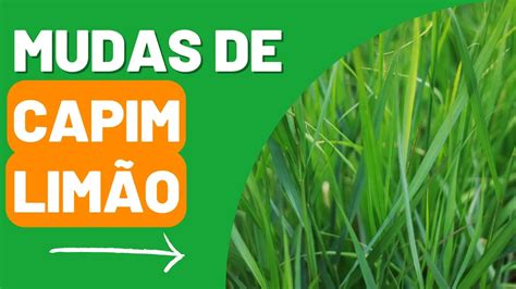 Como Fazer Muda E Plantar Capim Cidreira Capim Santo Manual Do Jardim