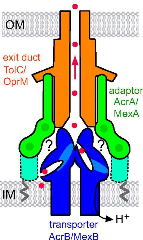 The Assembled Structure Of A Complete Tripartite Bacterial Multidrug