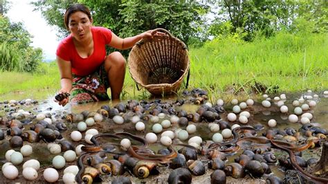 Top Survival Skills Pick A Lot Snail Egg For Food Boiled Snail Spicy