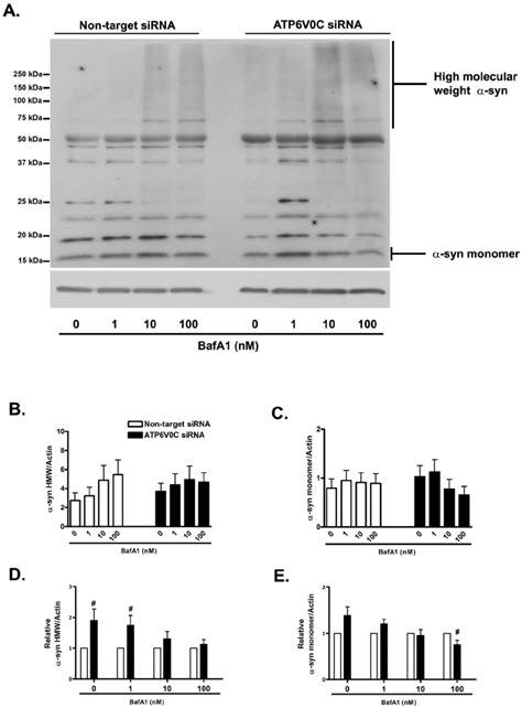 Atp V C Regulates Basal And Stress Induced Metabolism Of Alpha