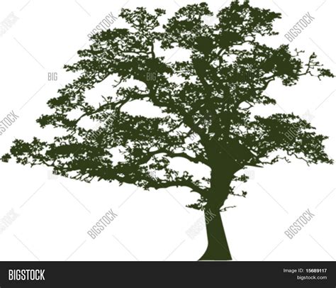 Vector Oak Tree Vector & Photo (Free Trial) | Bigstock