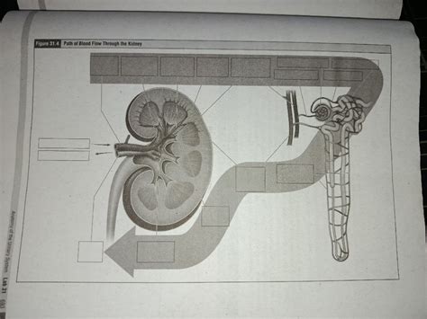 figure  path  blood flow   kidney anatomy   urinary