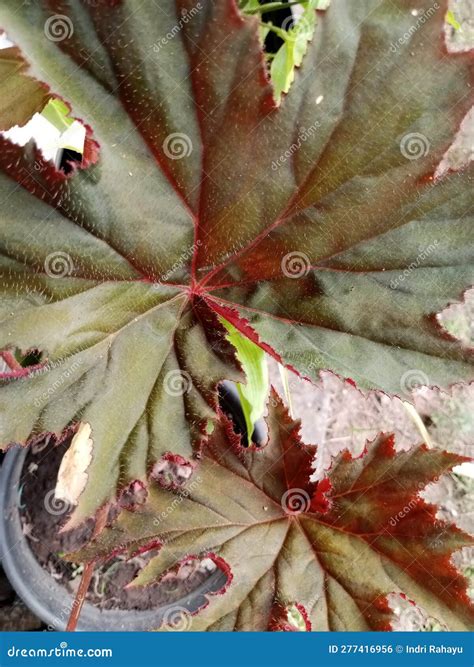 Begonia Rex is a Species of Plant that Belongs To the Begoniaceae