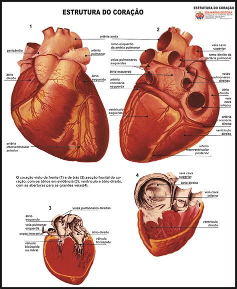 Estruturas do Coração Bia Mapas