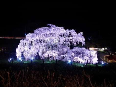 【三春滝桜】アクセス・営業時間・料金情報 じゃらんnet