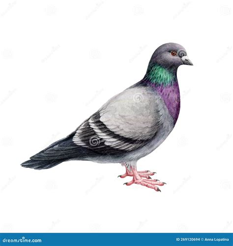 Common Pigeon Illustration Hand Drawn Columba Livia Avian Rock Dove