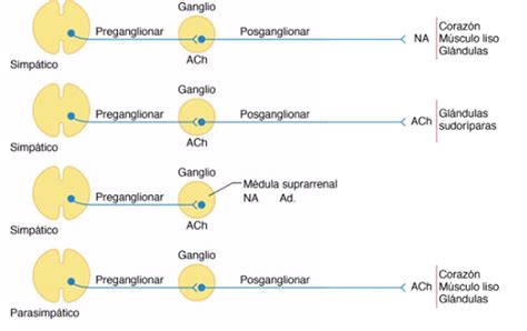 Sistema Nervioso Simpatico Y Parasimpatico Diferencias Y Images