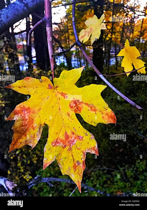 Fall maple leaves Stock Photo - Alamy