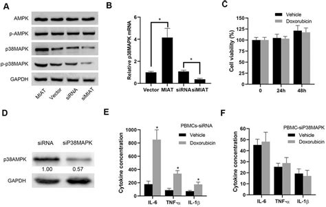 Lncmiat Increases P38mapk Expression To Upregulate Inflammatory Download Scientific Diagram