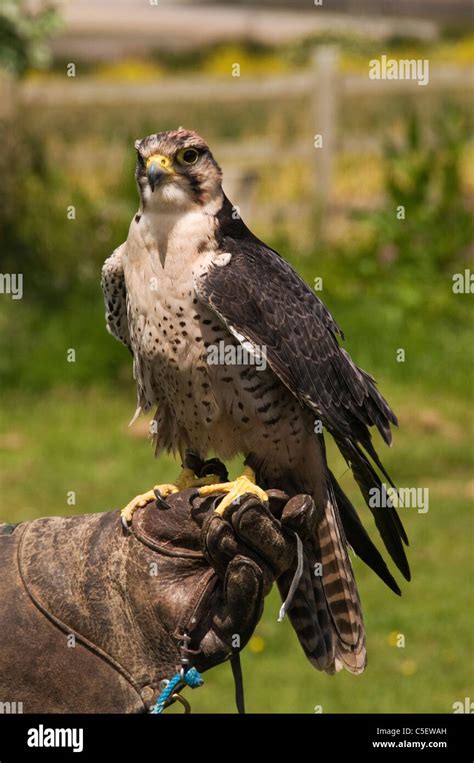 Peregrine Falcon On Gloved Hand Hi Res Stock Photography And Images Alamy