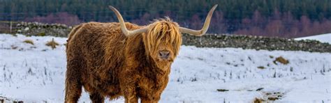 Exploring the Scottish Highlands Winter Wildlife | Kingsmills Hotel