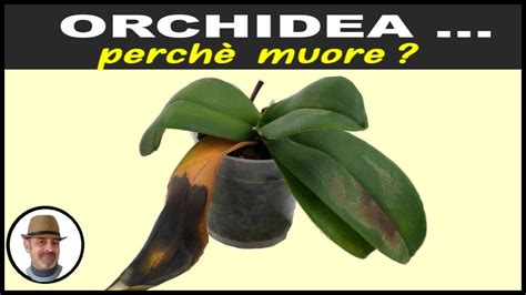 Come Prendersi Cura Delle Foglie Delle Orchidee Consigli Utili