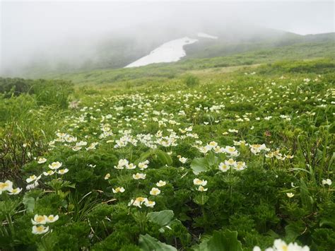 焼石岳〜天空のお花畑〜 杜のきつねさんの焼石岳・兎森山・鷲ヶ森山の活動日記 Yamap ヤマップ