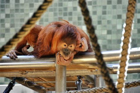 Thinking Monkey Stock Photo Image Of Hair Pensive Face 12011002