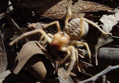 Camel Spider Everything Animals