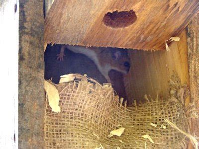 Laura's Birding Blog: Chickadee nest!