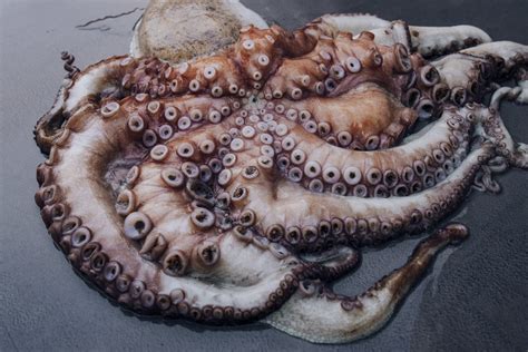 Pulpo Congelado Origen Cefalopodos Andalucia