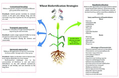 Different Strategies Used For Wheat Biofortification The Left Side Of