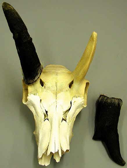 Pronghorn Antelope Skull