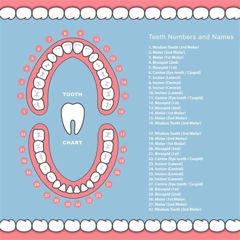 Tooth Numbers Chart - Social Social Social | Social Social Social