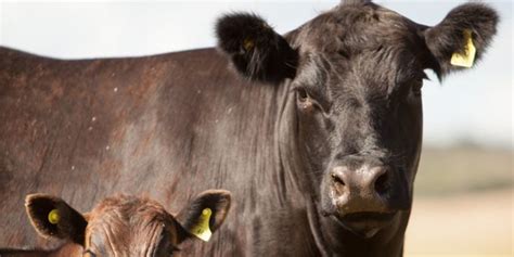 Angus E Senepol Qual Aguenta Pasto Em Rea Montanhosa De Mg