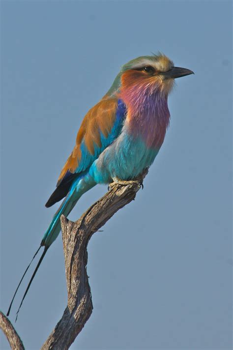The Bird Of The African Savanna Lilac Breasted Roller Hw Flickr