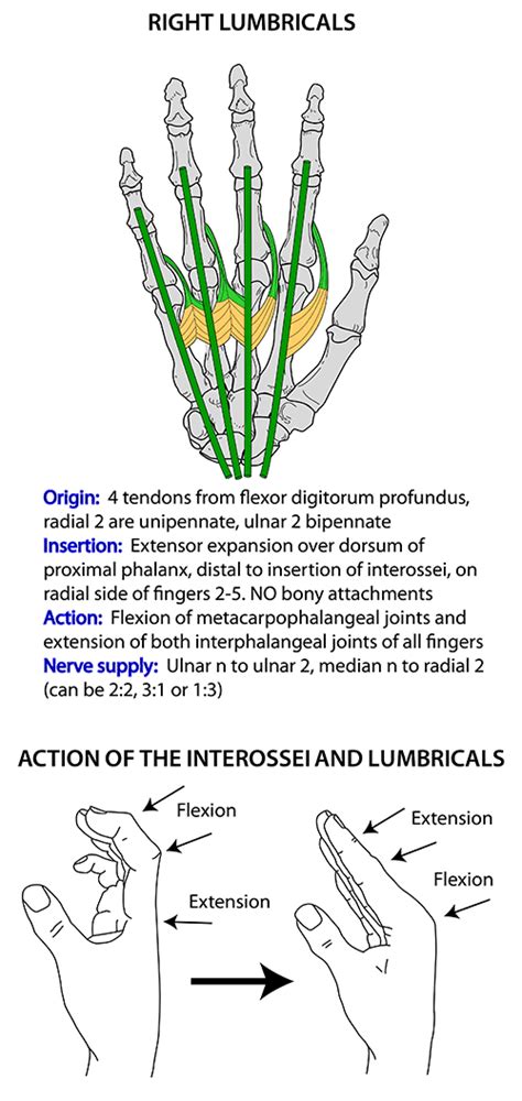 Instant Anatomy - Upper Limb - Areas/Organs - Hand - Lumbricals