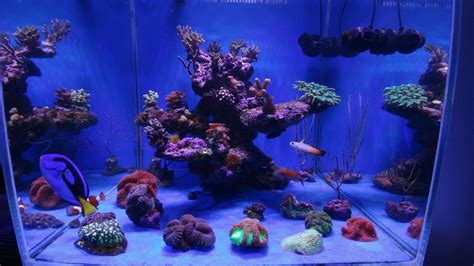 Beautiful Nano Reef Tank Display From Greece Under Atlantik Compact Orphek