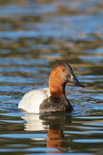 Royalty Free Canvasback Duck Pictures, Images and Stock Photos - iStock