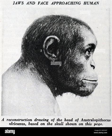 A Reconstruction Drawing Of The Head Of Australopithecus Africanus