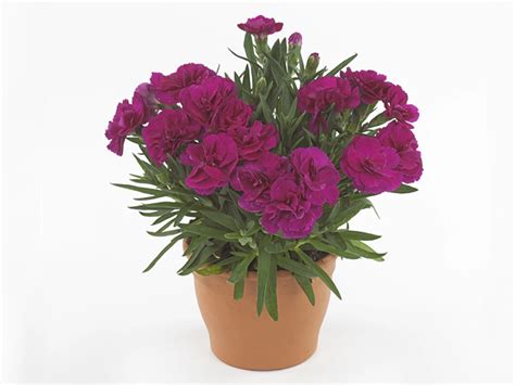 Гвоздика "Colores Beso" — Global Flowers Club