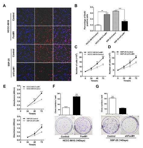 Foxm Promoted The Proliferation Of Icc In Vitro The Proliferative