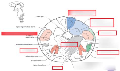 Caudal Medulla At Pyramidal Decussation Diagram Quizlet