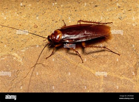 Brown cockroach (Periplaneta brunnea), insect species of cockroach in ...