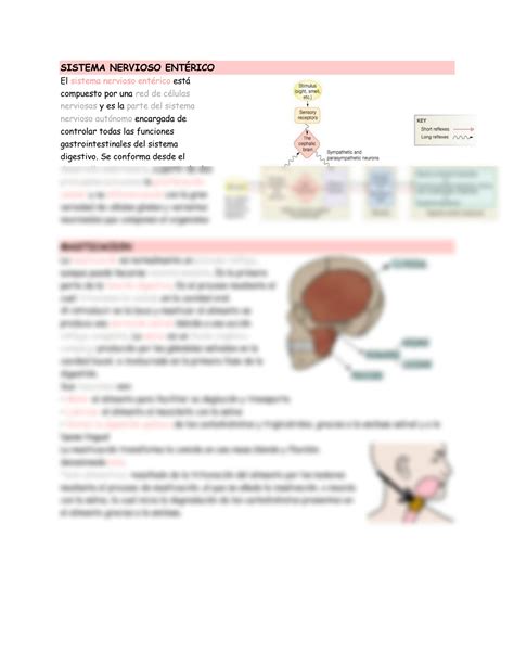 Solution Mf Del Estomago Y Esofago Studypool