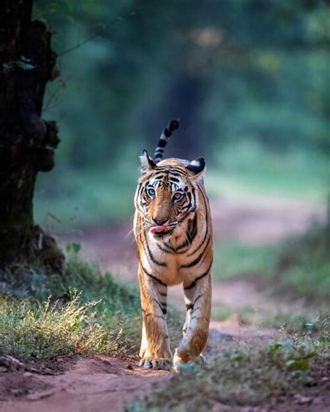 Premium Photo | Tiger walk