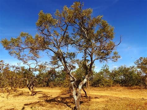 Arvores Nativas Do Cerrado Savaedu