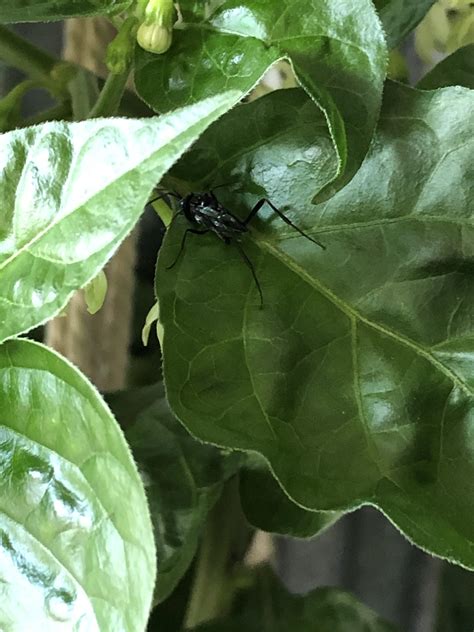 What Is Eating My Indoor Pepper Plant at Alvera Rollins blog