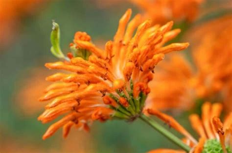 11 Orange Hibiscus Varieties to Brighten Your Garden