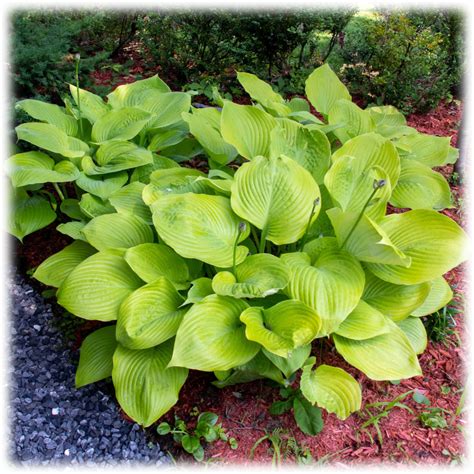 Morningsave Giant Leaved Hosta Plants 3 Bare Roots