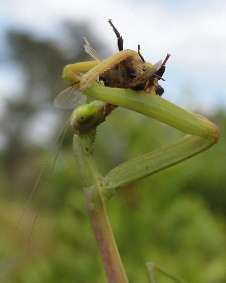 Larger Florida Mantis Eating Honey Bee Stagmomantis Floridensis