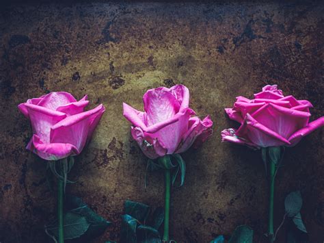 creative flower photography  picture today