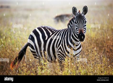 Zebra Portrait On African Savanna Safari In Serengeti Tanzania Stock