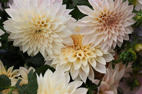 How To Grow Cafe Au Lait Dahlias — The Kokoro Garden