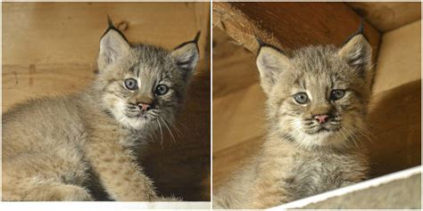 Three Canada Lynx Kittens Welcomed To The World In Pennsylvania