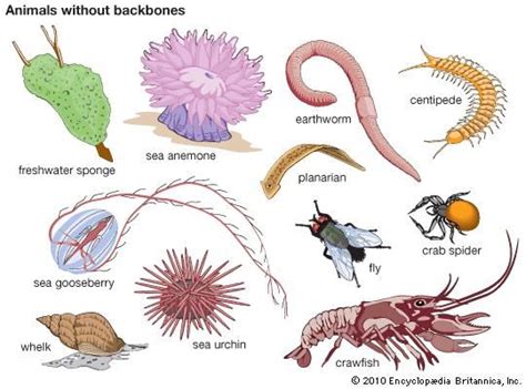 Invertebrate | animal | Britannica.com