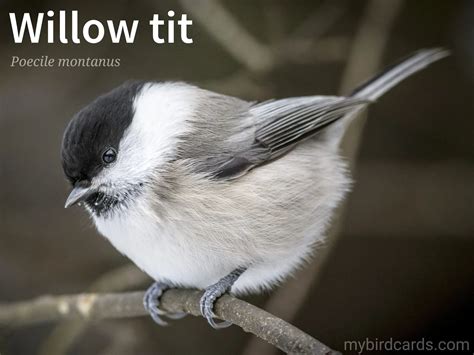 Willow Tit Poecile Montanus Eurasianbirds Europeanbirds Asianbirds WillowTit Tits