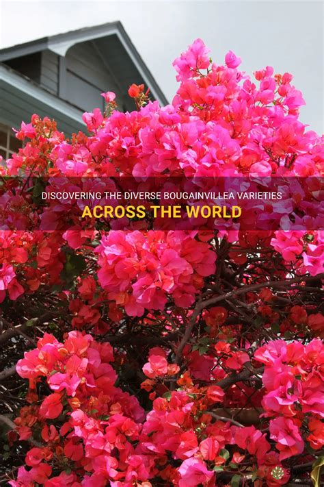 Discovering The Diverse Bougainvillea Varieties Across The World | ShunCy